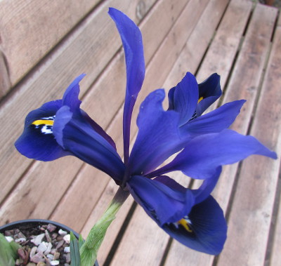 Iris reticulata 'Blue Hill' 